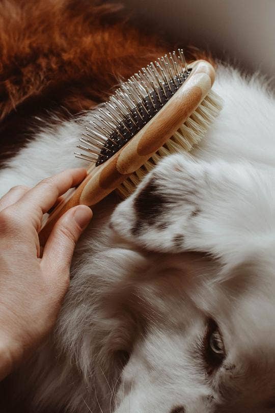 Dog Brush