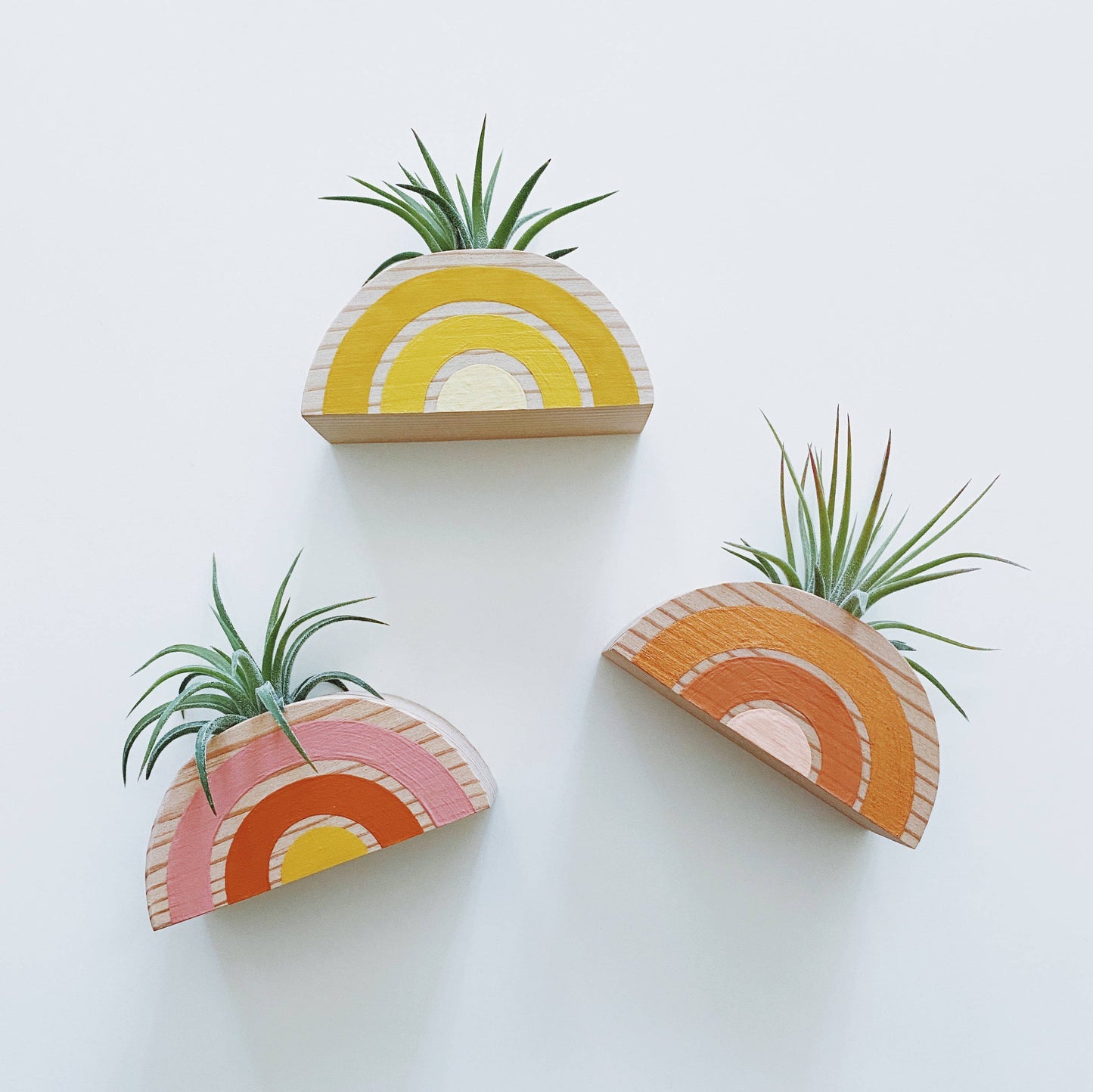 Rainbow Air Plant Magnet (PLANT INCLUDED)